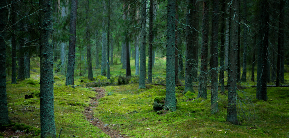 MondeVerde stödjer Naturskyddsföreningen