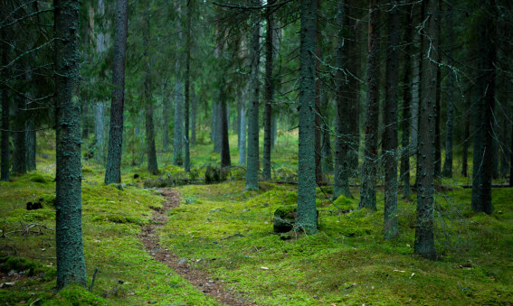 MondeVerde stödjer Naturskyddsföreningen